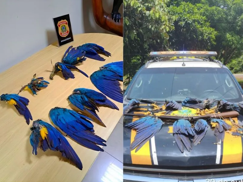 Operação prende homem com 13 carcaças de aves silvestres ameaçadas de extinção