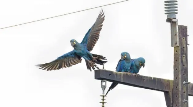 Arara-azul-de-lear enfrenta risco crescente de morte por rede elétrica na Bahia